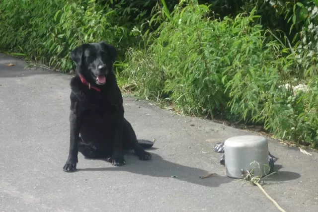 El perro antiexplosivo encontró los artefactos.
